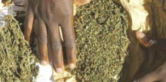Diamaguène Sicap Mbao : La police saisit 1 kg de ‘’yamba’’ sur une femme