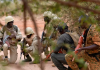 Nigeria : Une attaque djihadiste fait au moins 30 morts dans l’État de Borno