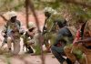 Burkina: un chef jihadiste tué par l’armée