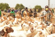 Tabaski : Macky Sall demande au gouvernement de veiller au bon approvisionnement des ménages en moutons