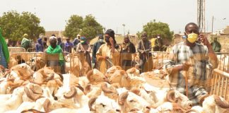 Tabaski : Macky Sall demande au gouvernement de veiller au bon approvisionnement des ménages en moutons