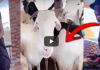 (Vidéo) : Tabaski : Découvrez les moutons Faramareen chez la maman de Wally Seck