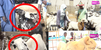 Incroyable: Les prix du mouton s’envolent « Bou Geuneu Yomb 120 000 CFA Ben Femme Nieuwnafi Di Jooye »