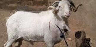 Kawtef – Mbour: Un père de famille vole un mouton pour la fête de Tabaski.