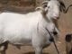 Kawtef – Mbour: Un père de famille vole un mouton pour la fête de Tabaski.